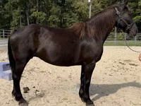 Азаргагүй морь, Percheron — 2 зураг