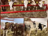 Cattle (batch, sex not specified), Simmental cattle — photo 2