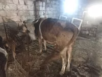 بقرة, Simmental cattle — الصورة 2