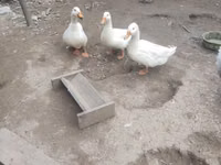 Deutscher Pekin — Foto 4