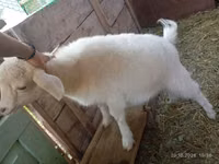 बकरी, Saanen goat — फ़ोटो 2