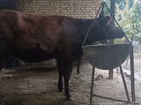Үнээ, Калмыцкын үүлдэр — 7 зураг