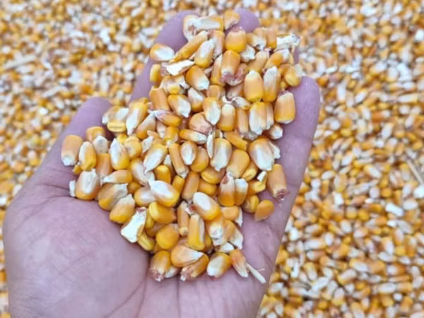 Продам кукурузу