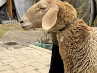 Schaf, Arashan sheep — Foto 2