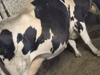 母牛, Russian Black pied cattle — 照片 3