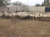 公羊, Sheep — 照片 1