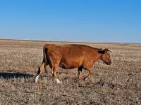 بقرة, Simmental cattle — الصورة 4