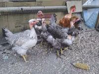 Chickens — फ़ोटो 1