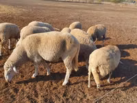 Sheep, Merino sheep — photo 3