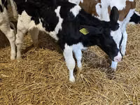 ثور, Russian Black pied cattle — الصورة 4