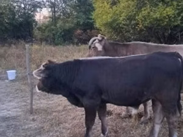 Bull, Brown Carpathian breed