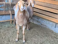 Sheep, Arashan sheep — photo 3