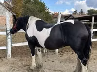 Mare, Gypsy horse — photo 1
