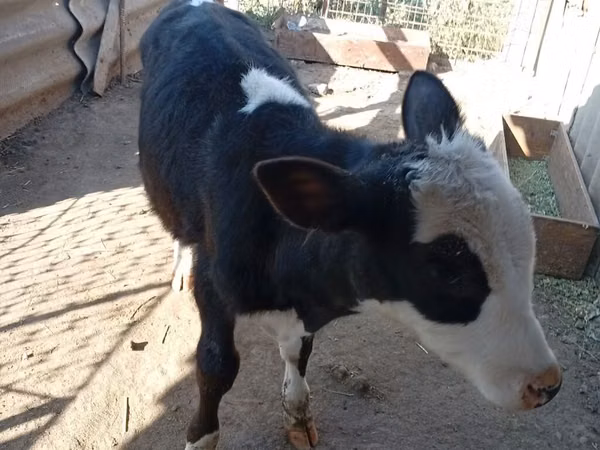 ثور, Russian Black pied cattle