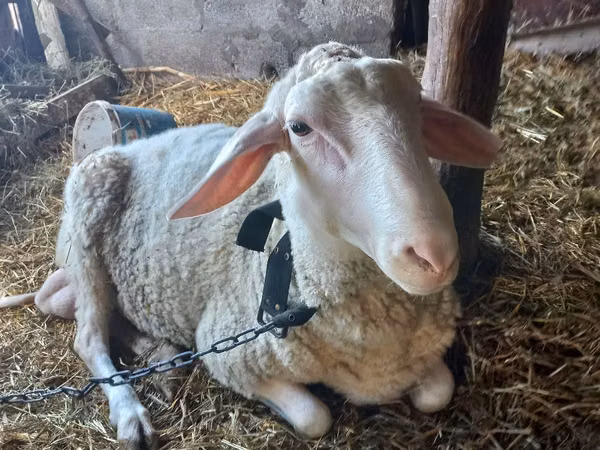 मेढ़ा, Awassi sheep
