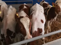 Bull, Simmental cattle — photo 5