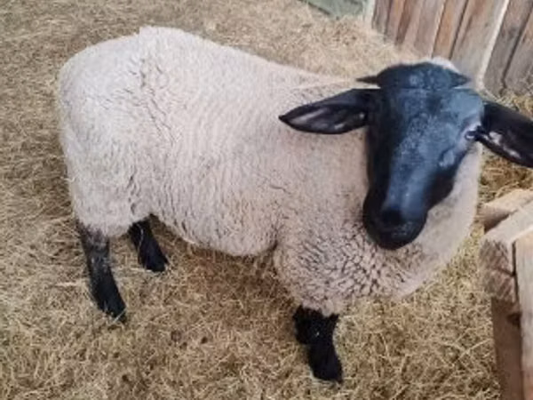 Sheep, White Suffolk sheep