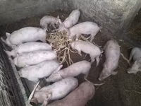 خنازير (دفعة، الجنس غير محدد) — الصورة 2