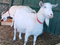 Goat, Pomellata goat — photo 2