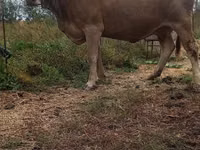 गाय, Swiss cattle — फ़ोटो 2