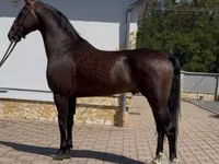 Адуу, Dutch warmblood horse — 2 зураг