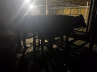 母牛, Cattle — 照片 5