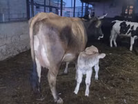 母牛, Cattle — 照片 4