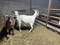 Ямаа, Kamori goats — 6 зураг