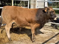 Bulle, Partenaise cattle — Foto 2