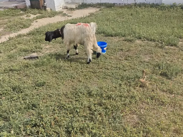 تيس, الماعز