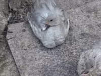 Ducks — الصورة 1