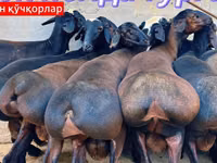 公羊, Baerchuke sheep — 照片 4