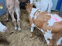 أبقار (دفعة، الجنس غير محدد), Simmental cattle — الصورة 3