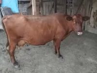 母牛, Red Polled Cow — 照片 1