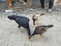 Chickens — photo 5