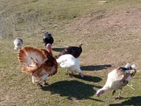 Turkeys — 照片 4