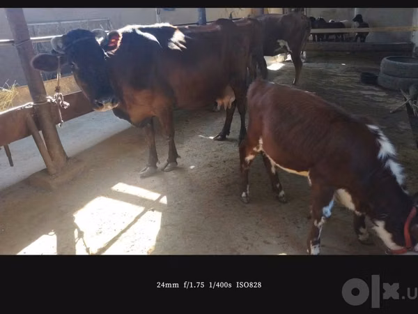 Үнээ, Simmental cattle