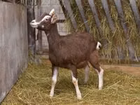 बकरी, Toggenburg goat — फ़ोटो 1