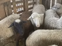 Хонь, Blackheaded Persian sheep — 3 зураг