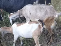 Ямаа, Nubian Goat — 2 зураг