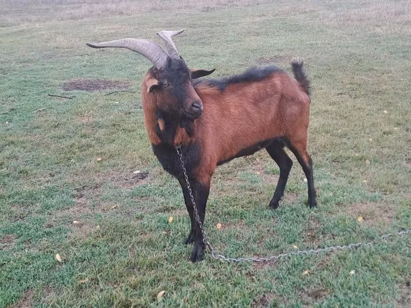 Billy Goat, Goats