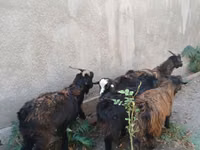 تيس, الماعز — الصورة 1