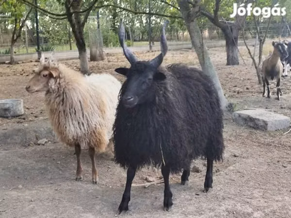 Ram, Racka sheep