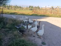 Geese — الصورة 1