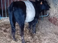 Cow, Galloway cow — photo 3