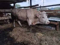 Bull, Charolais cattle — photo 3