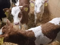 Bovinos (lote, sexo no especificado), Simmental cattle — foto 3