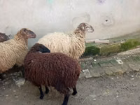 Oveja, Ovejas — foto 4