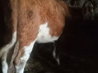सांड, Russian Black pied cattle — फ़ोटो 3