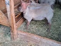 Хуц, Rouge de l’Ouest sheep — 2 зураг